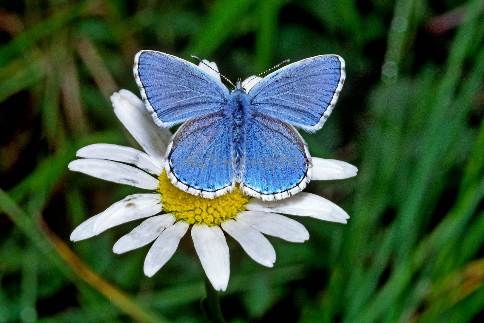 Polyommatus bellargus