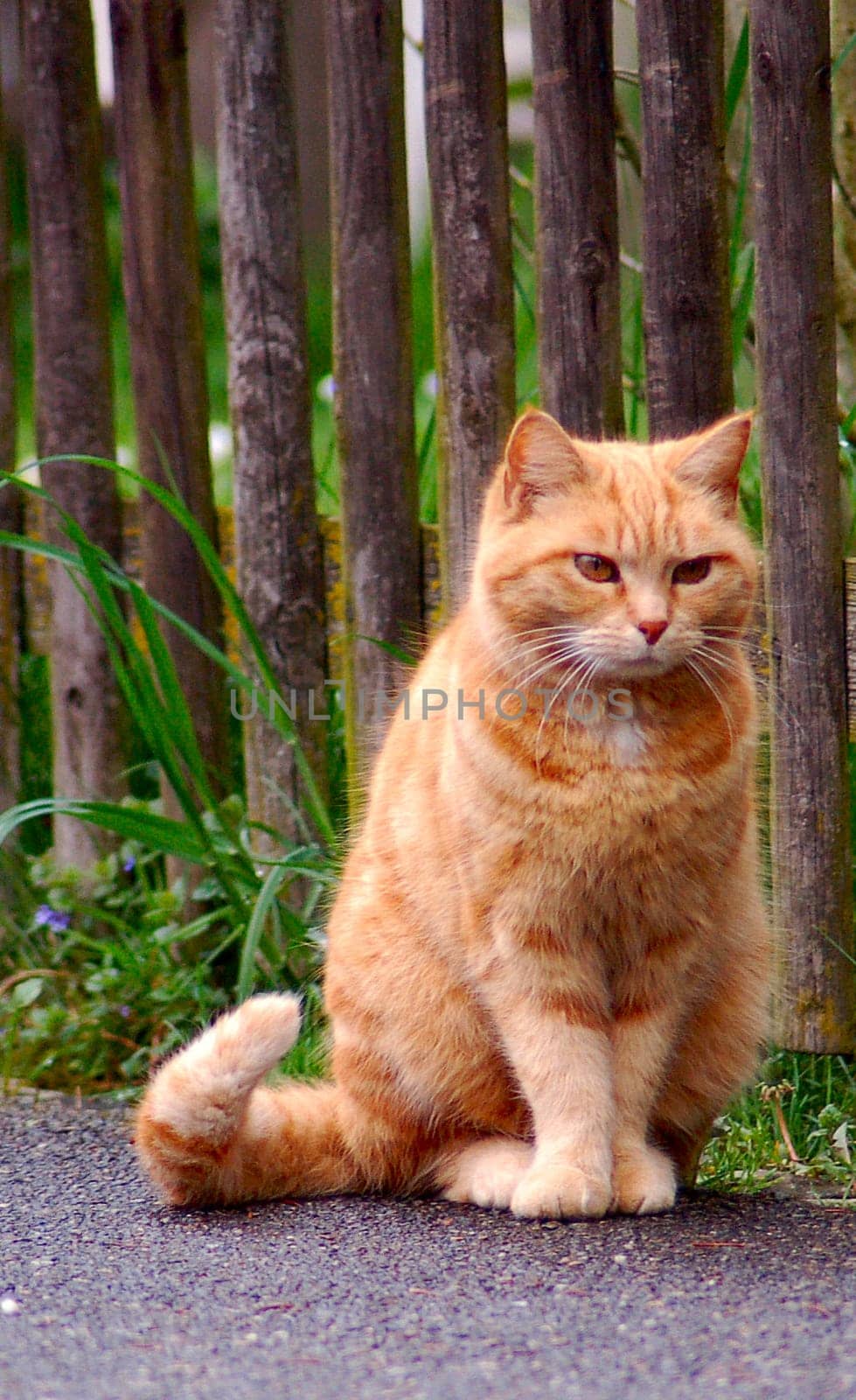 Our neighbor Giulia