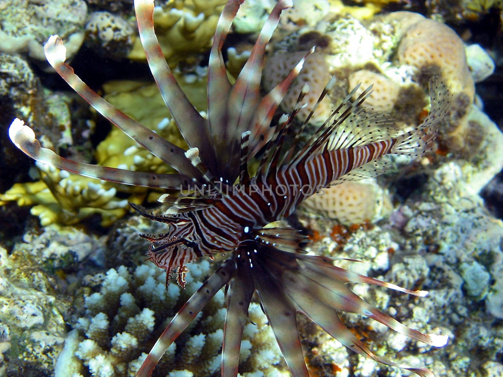 Lionfish