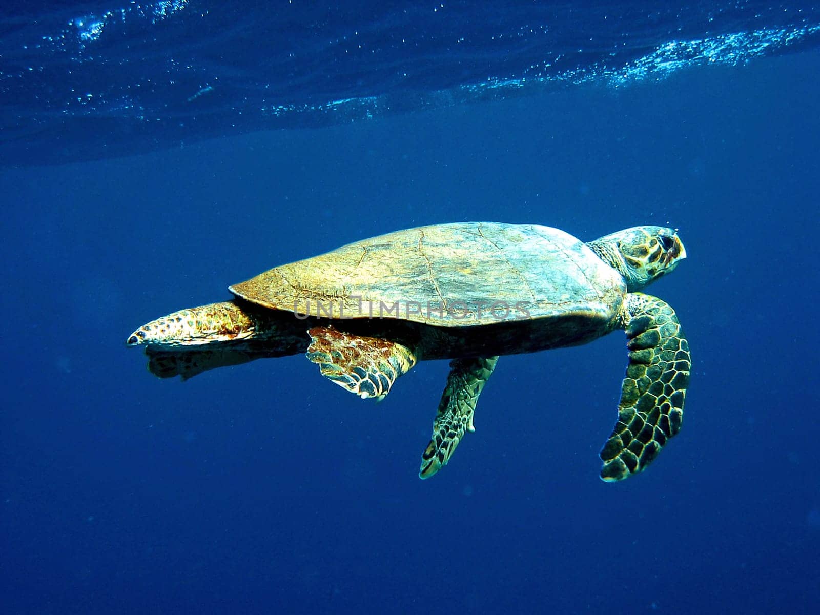 Hawksbill turtle
