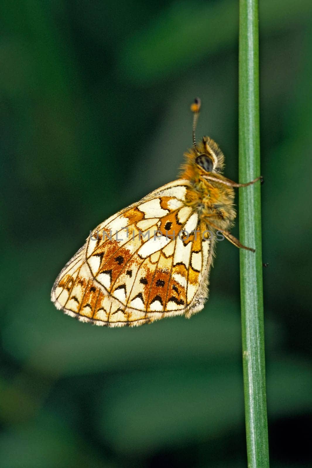 Boloria selene,mother-of-pearl butterfly