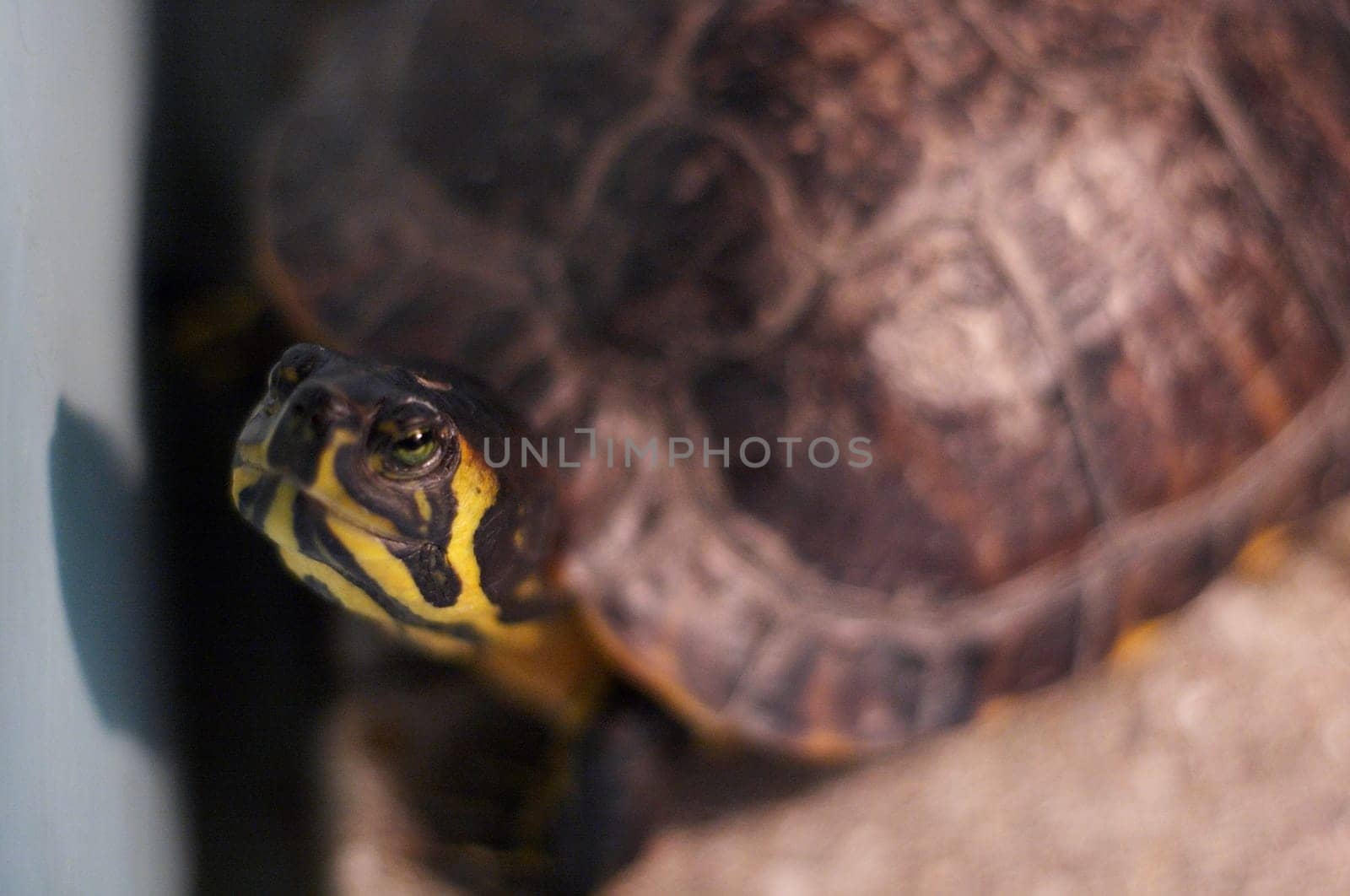 Sea turtle