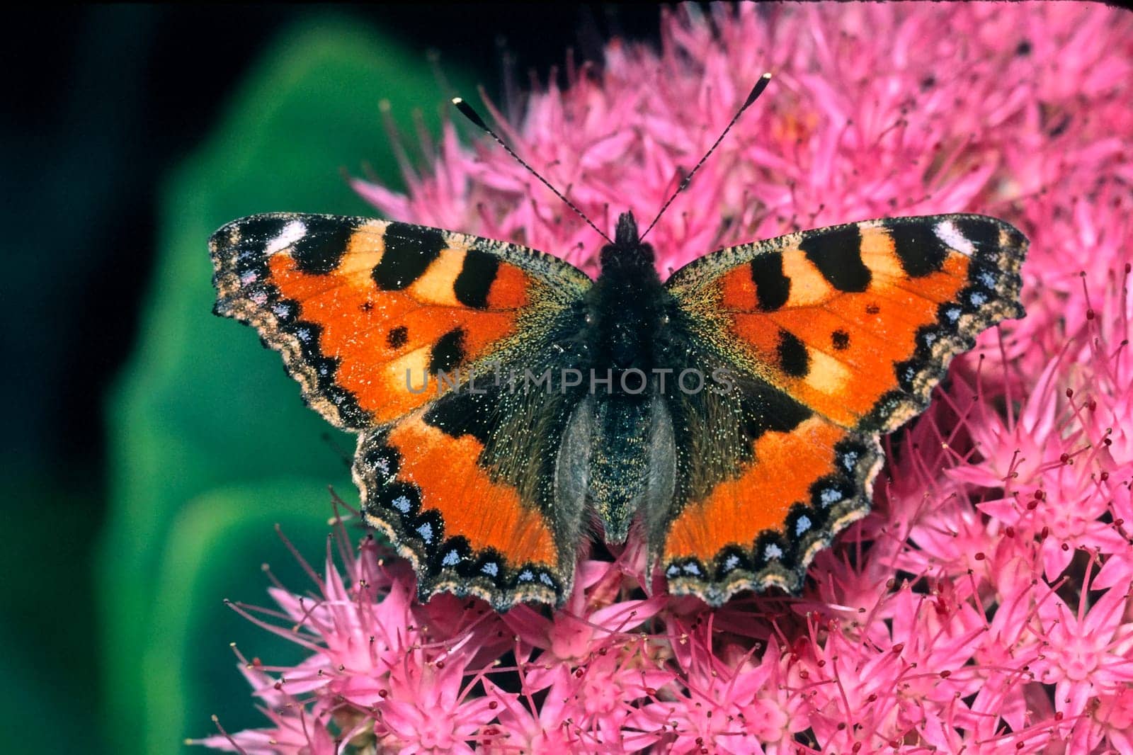 Nymphalis urticae, Kleiner Fuchs