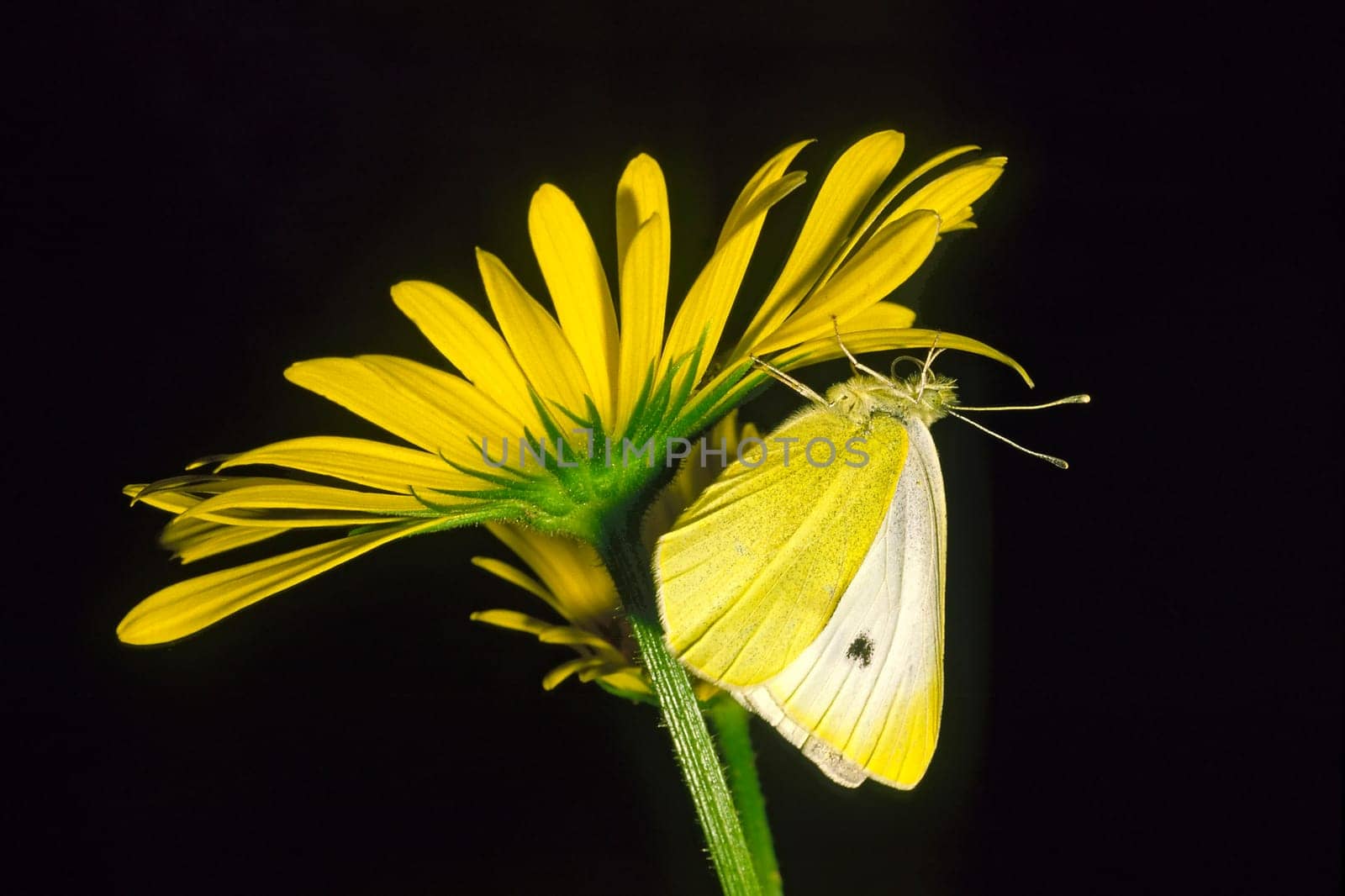 Pieris rapae,Lesser cabbage white
