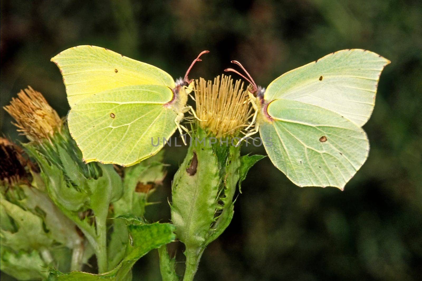 Gonepteryx rhamni,Lemon Butterfly