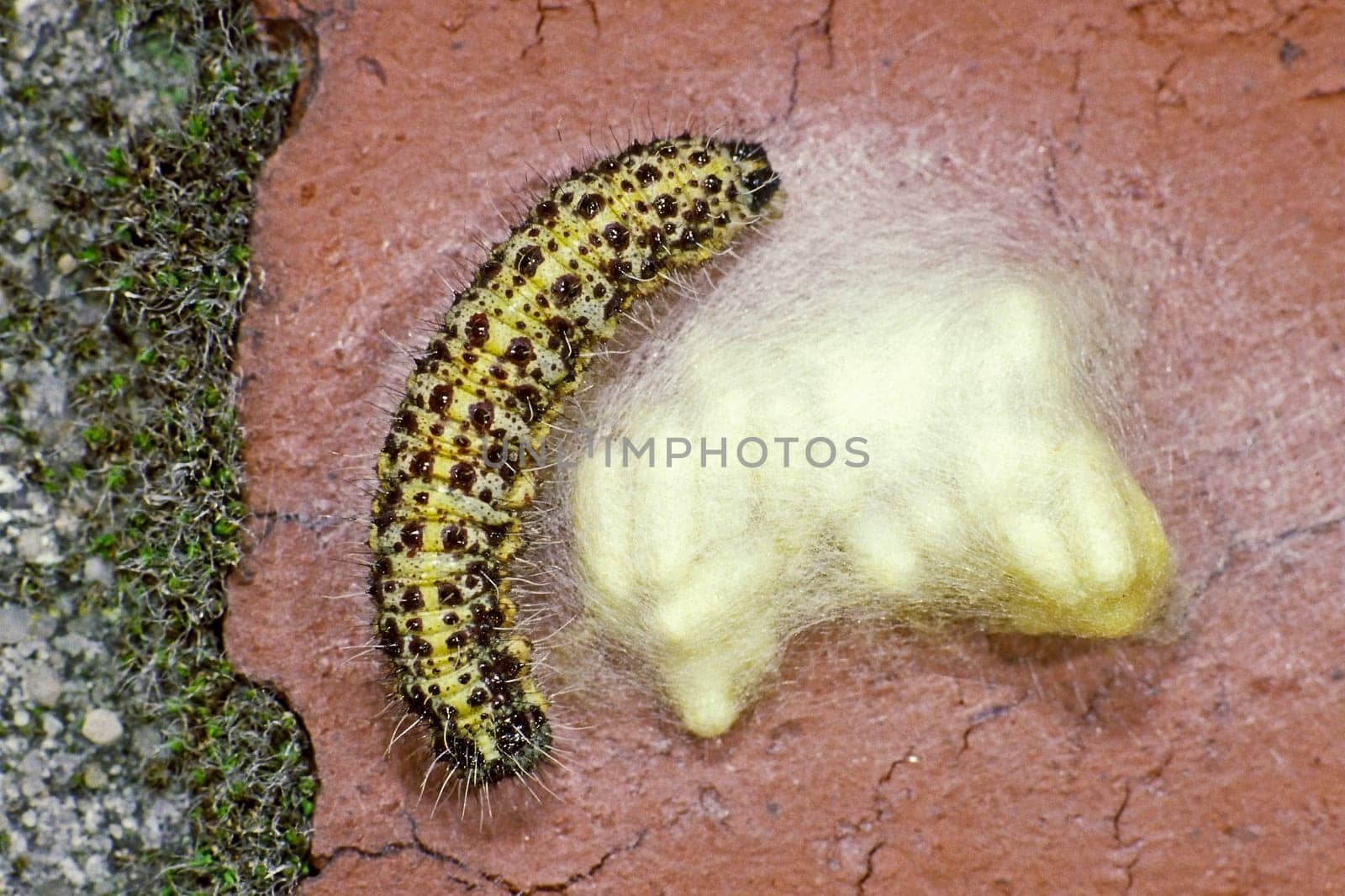 Pieris brassicae,Cabbage White Caterpillar