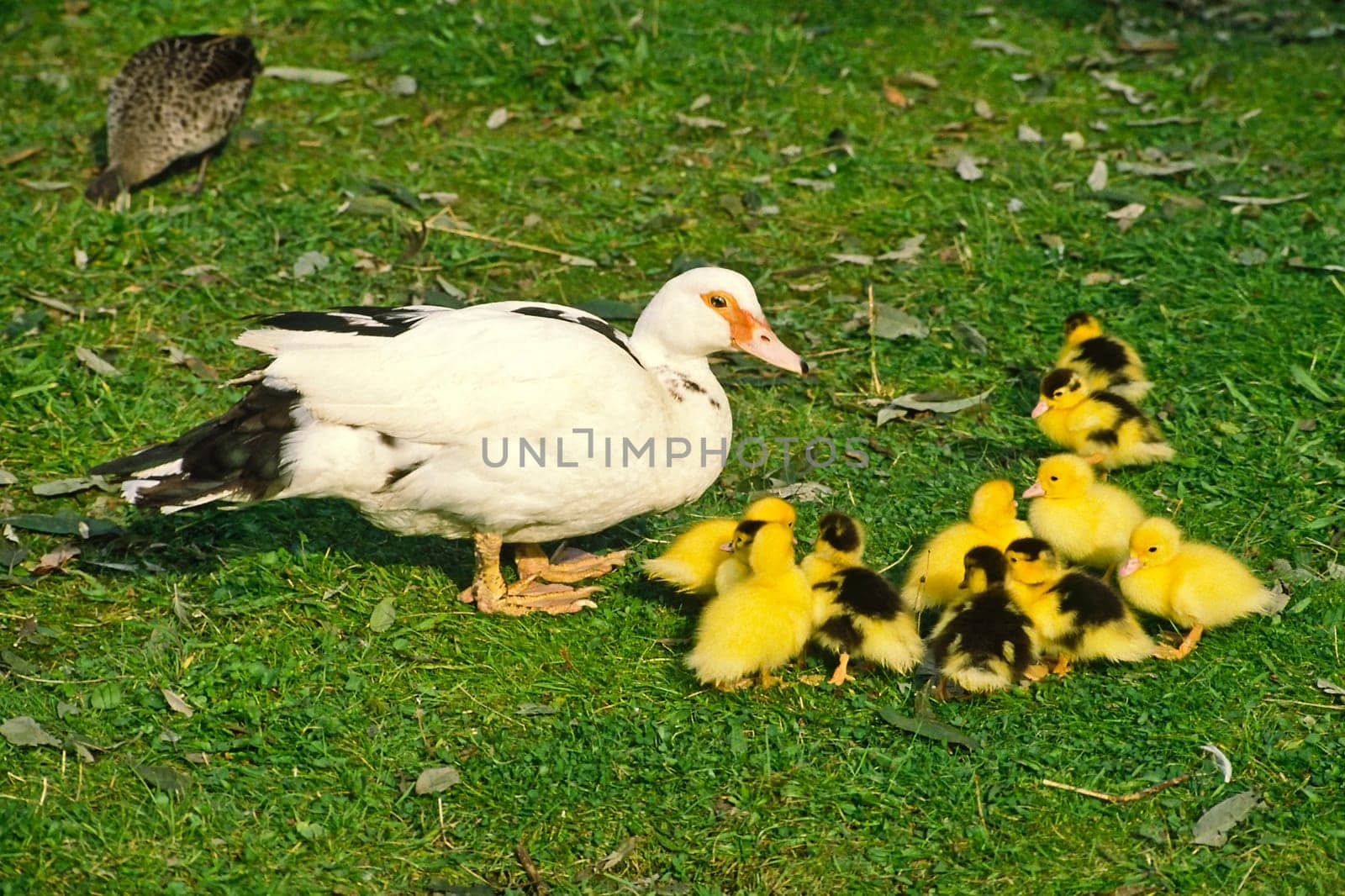 Mother duck with cubs