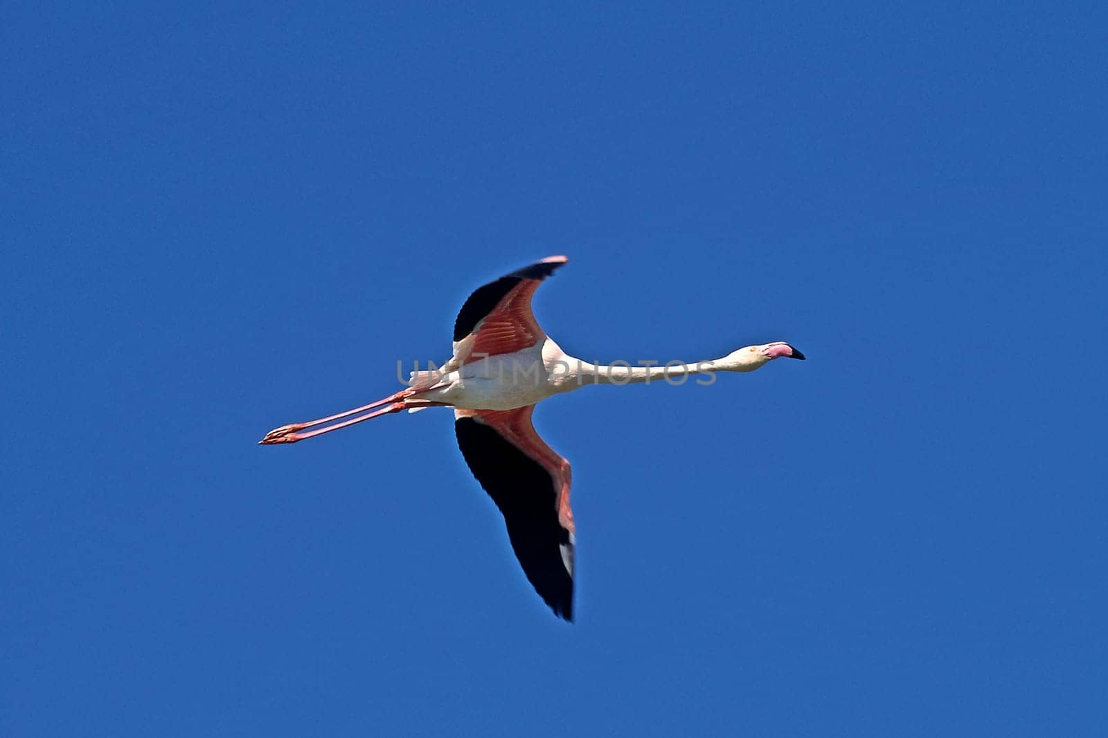 Flamingo,Phoenicopterus ruber (aerial image)