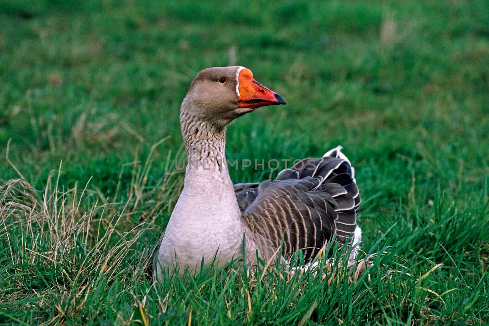 Greylag goose x crossing,Anser anser