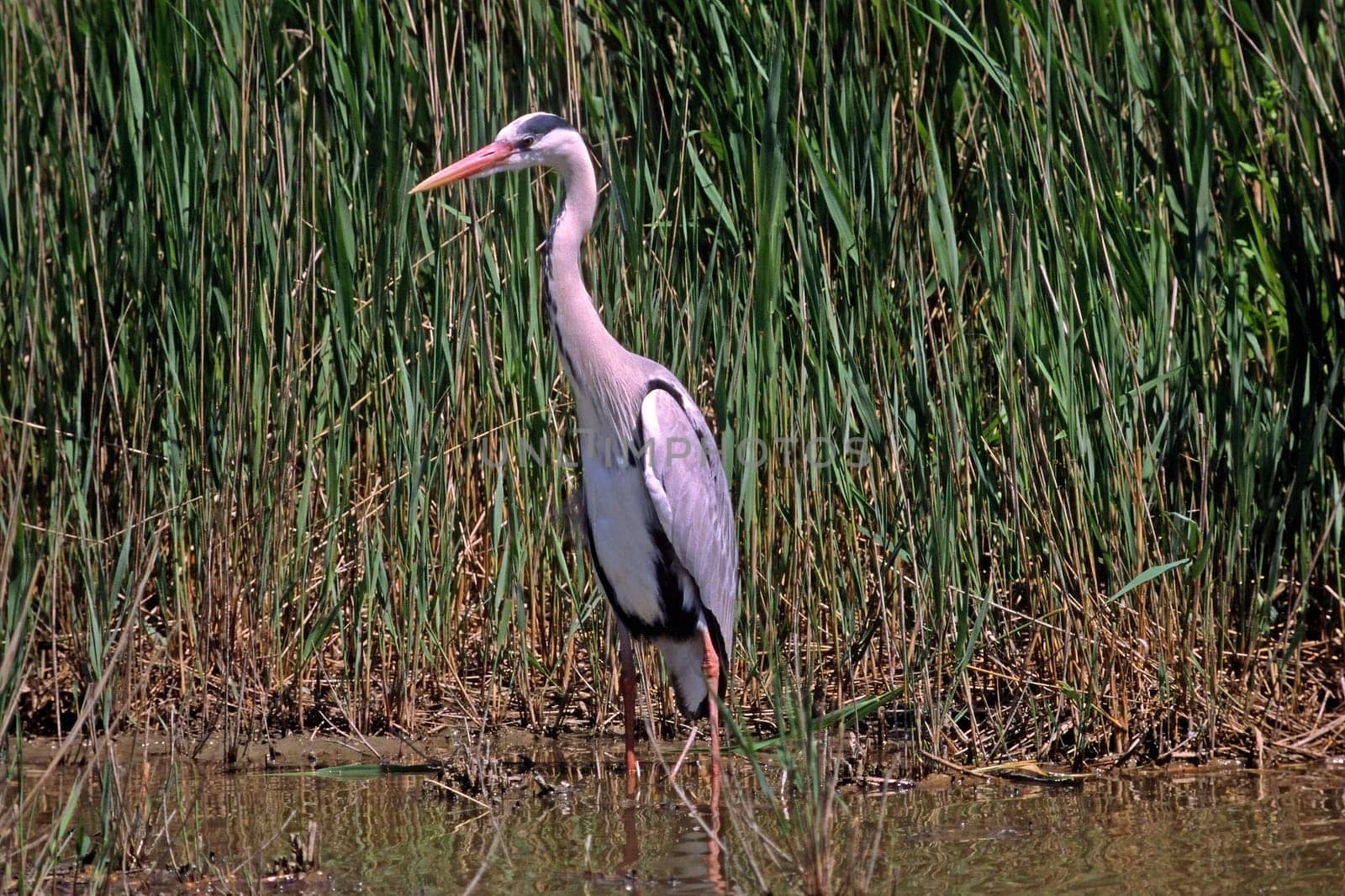 Grey Heron,Ardea cinerea