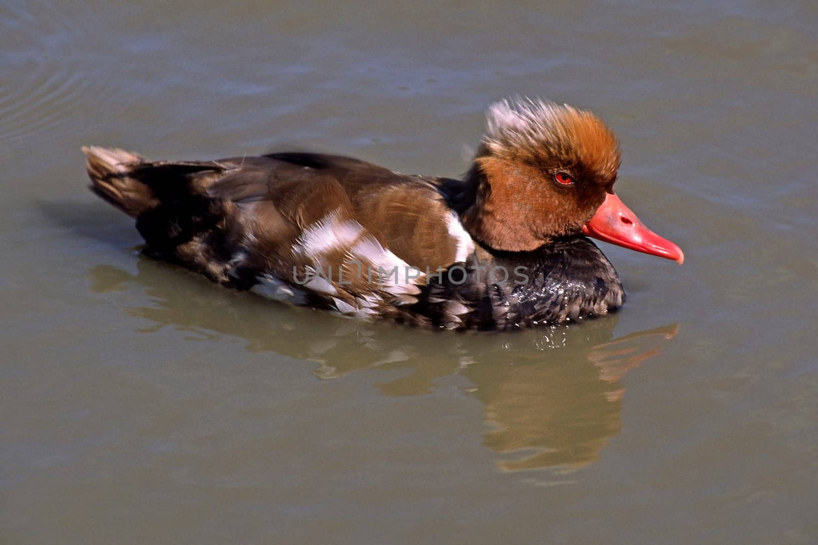 Red-crested duck,Netta rufina (male)