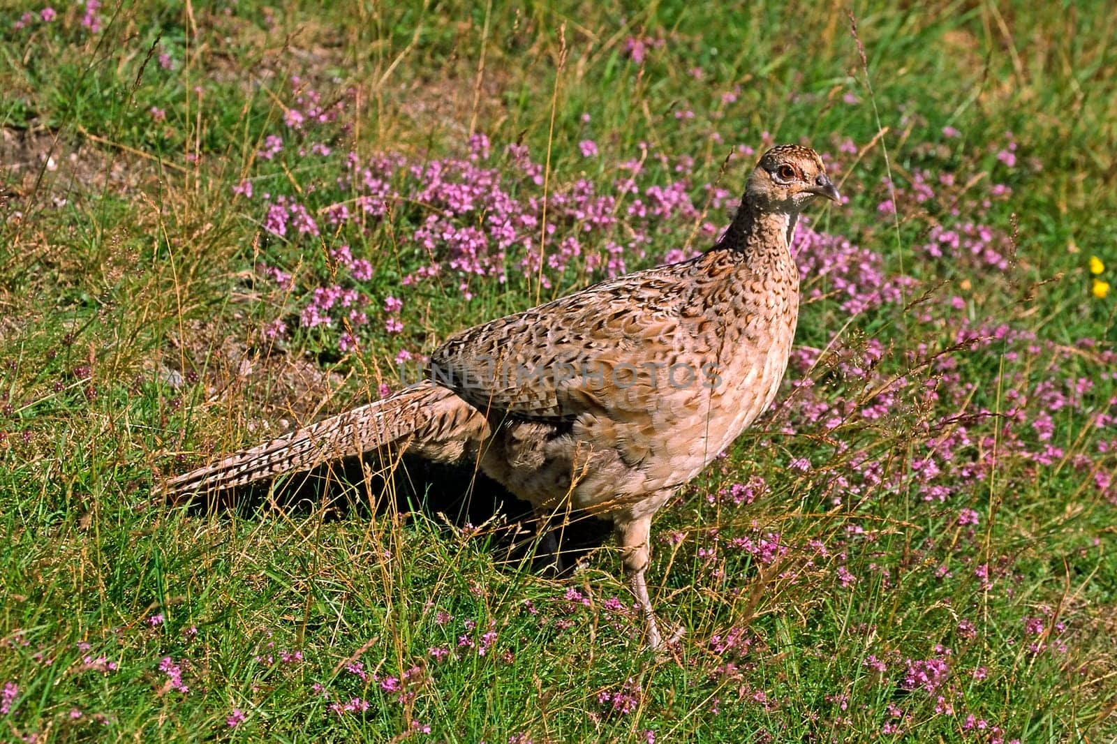 Pheasant,Phasianus colchicus (female)