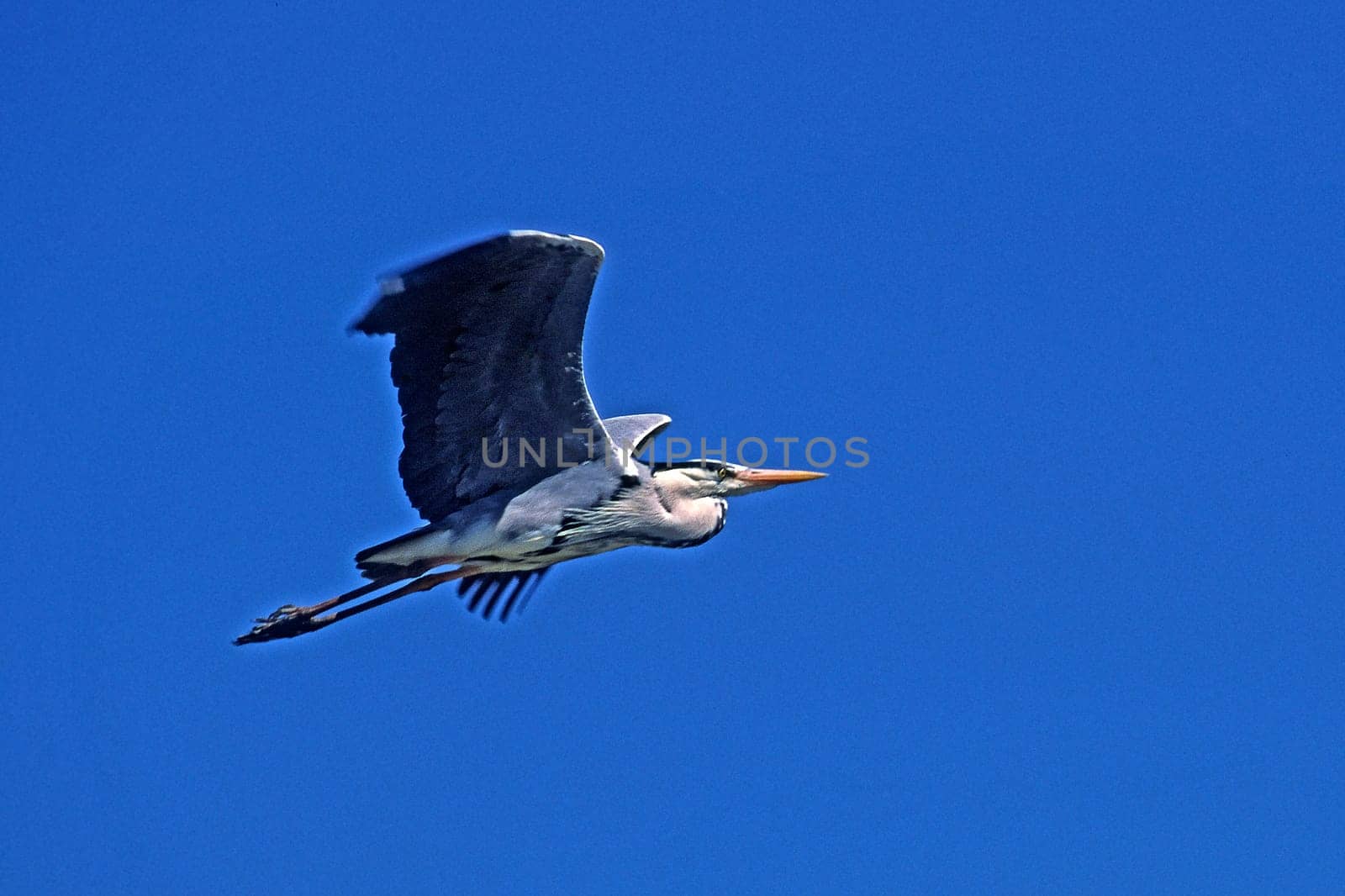 Grey Heron,Ardea cinerea (aerial image)