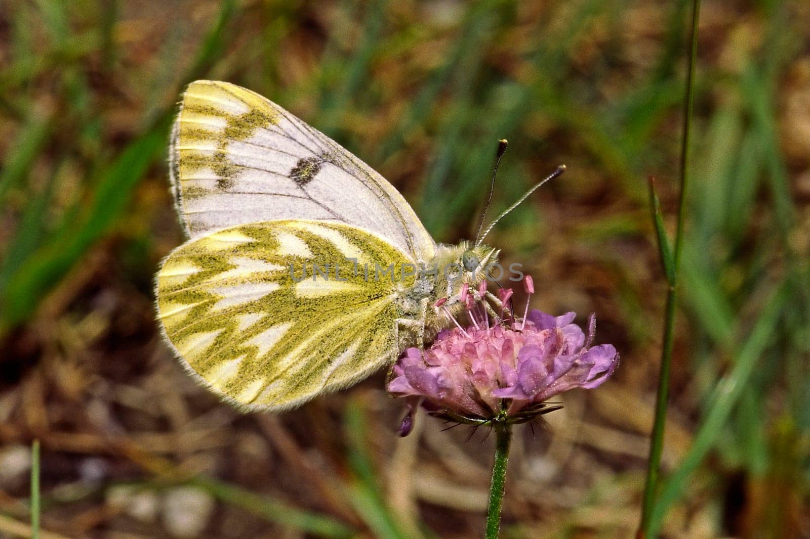 Pontia callidice,Alpine white
