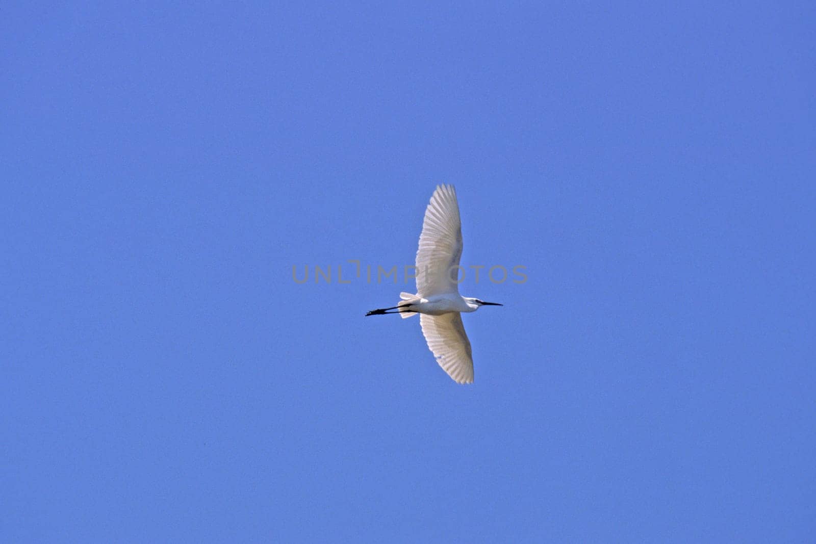 Little Egret,Egretta garzetta (aerial image)