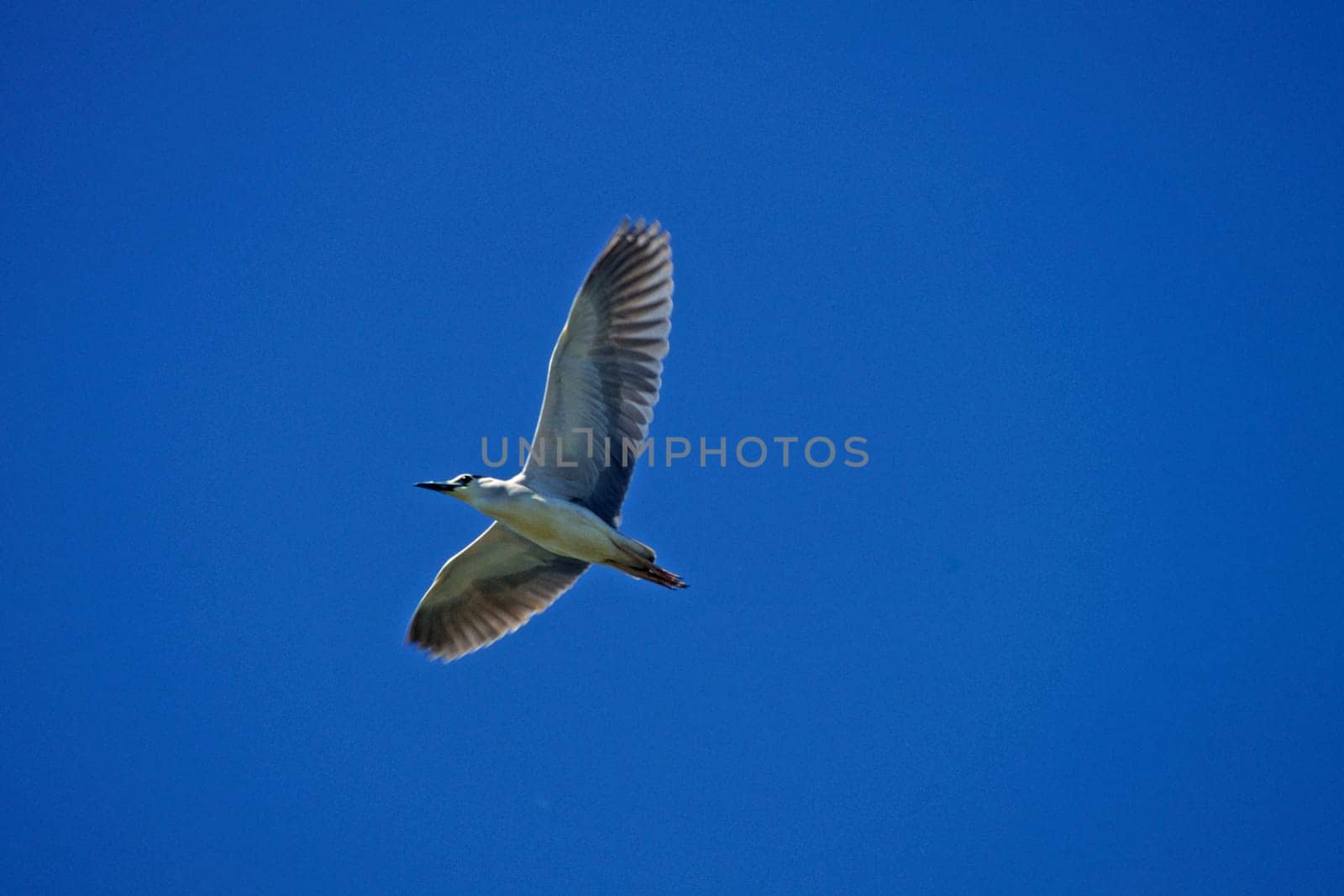 Night Heron,Nycticorax nycticorax (Flight