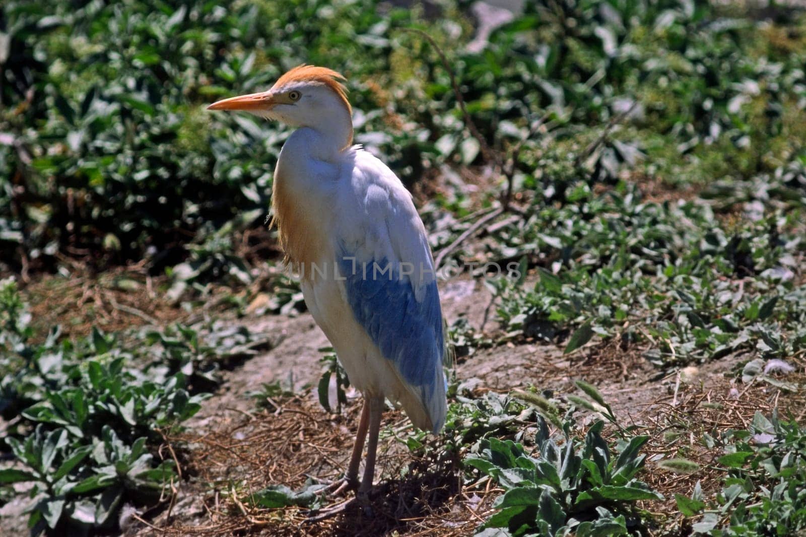 Great Egret,Ardeola ibis