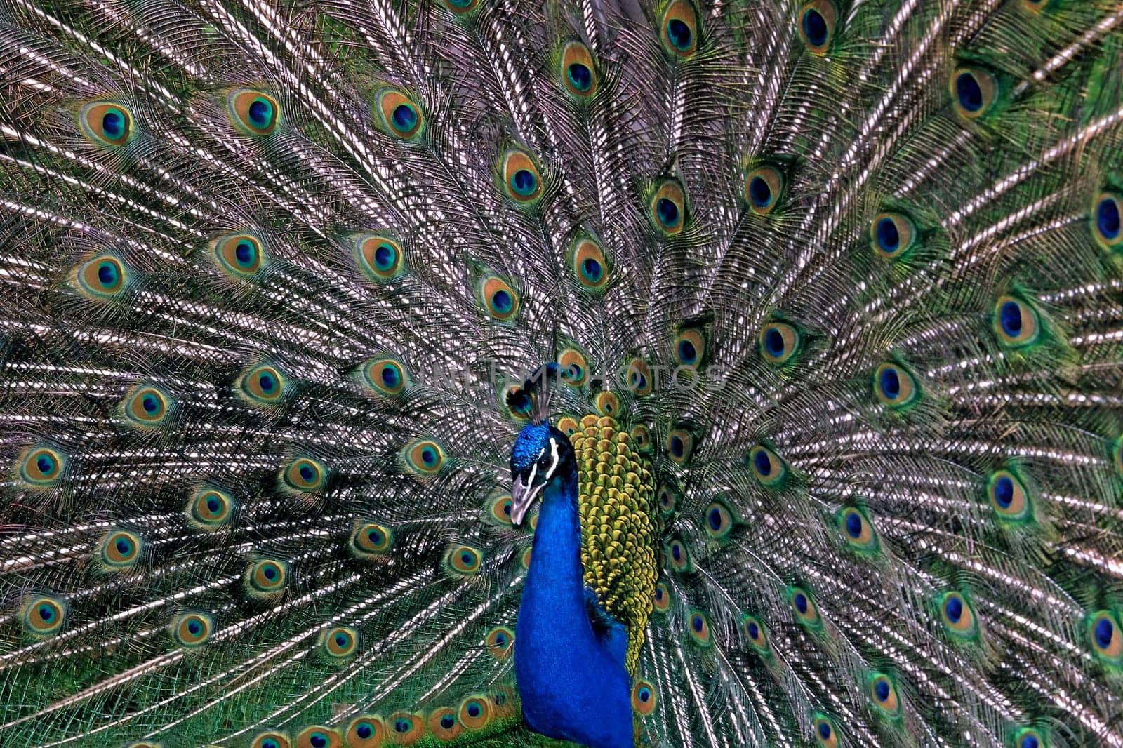 Peacock Male