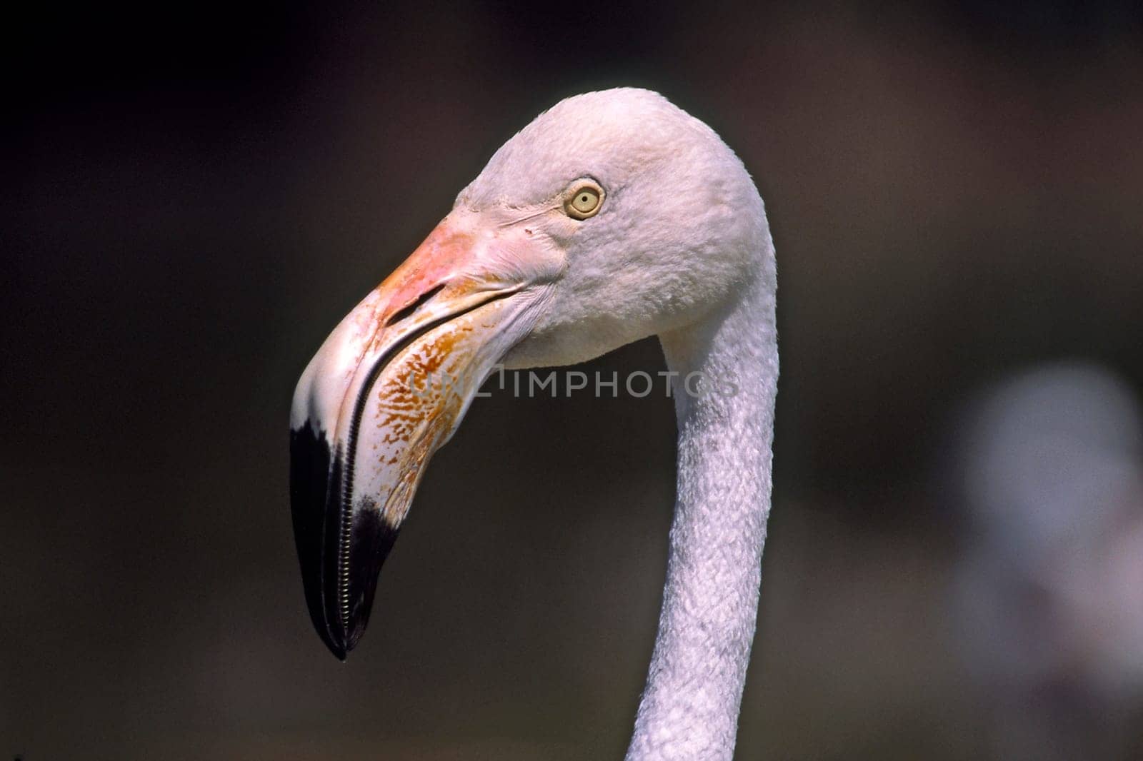 Flamingo,Phoenicopterus ruber