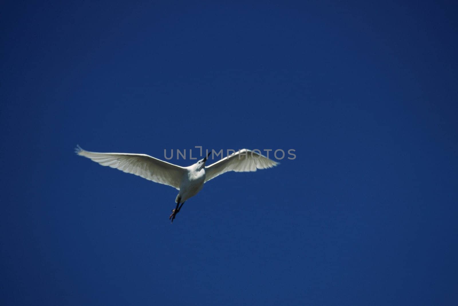 Little Egret,Egretta garzetta (aerial image)