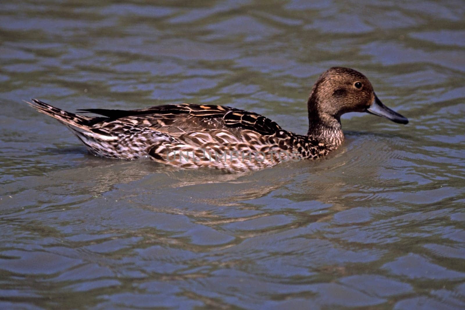 Pintail,Anas acuta (female)