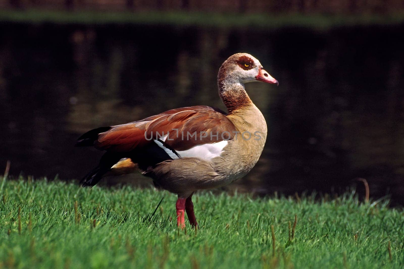 Egyptian goose