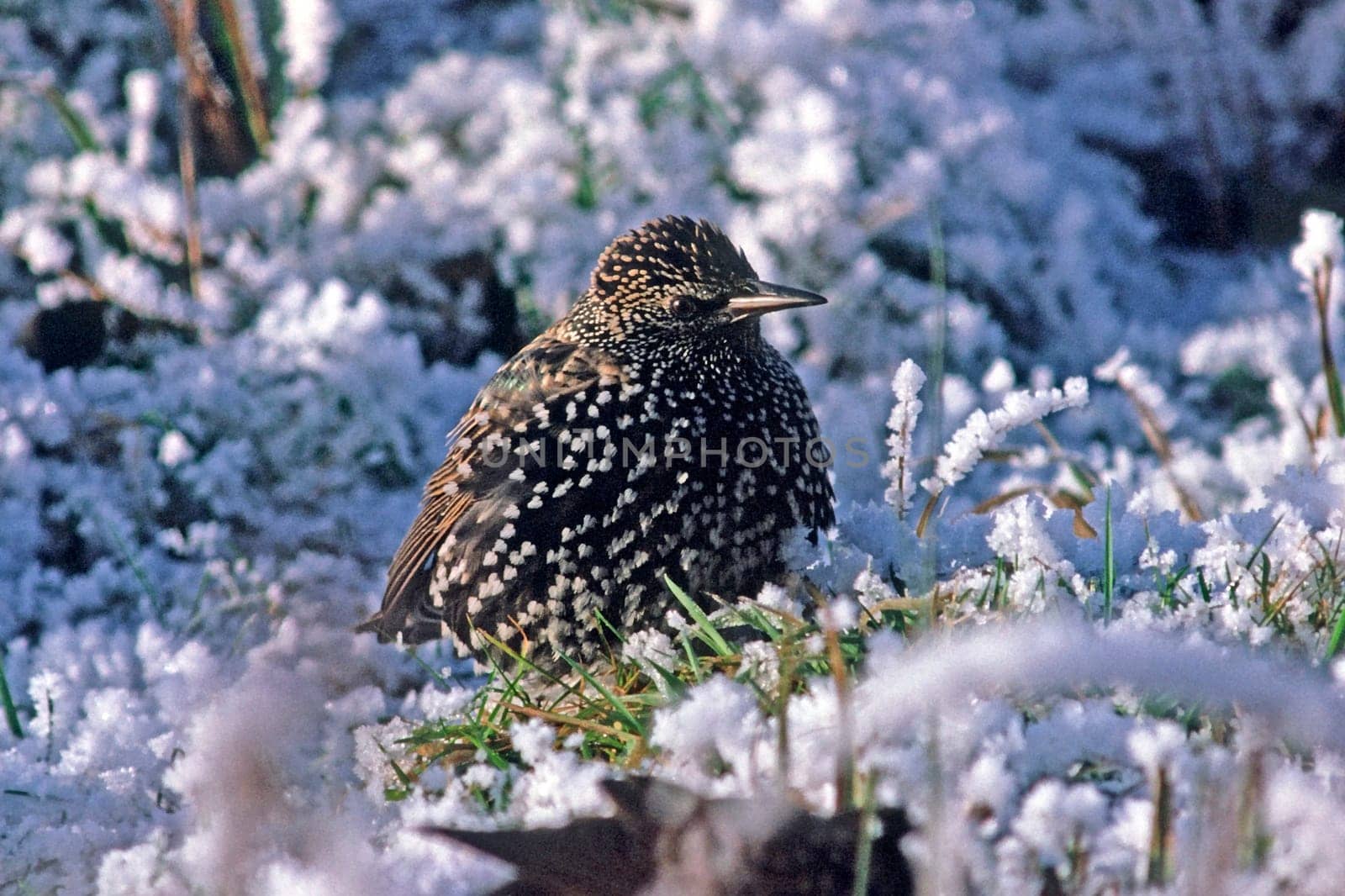 Starling,Sturnus vulgaris in the snow