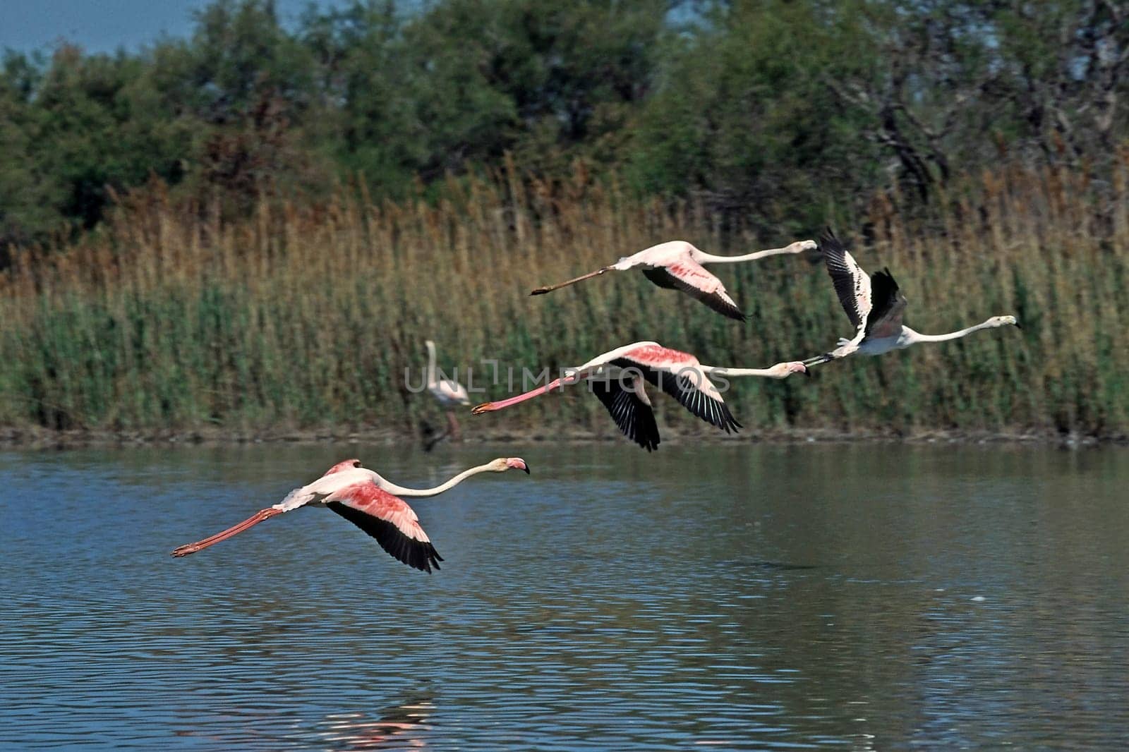 Flamingo,Phoenicopterus ruber (aerial image)