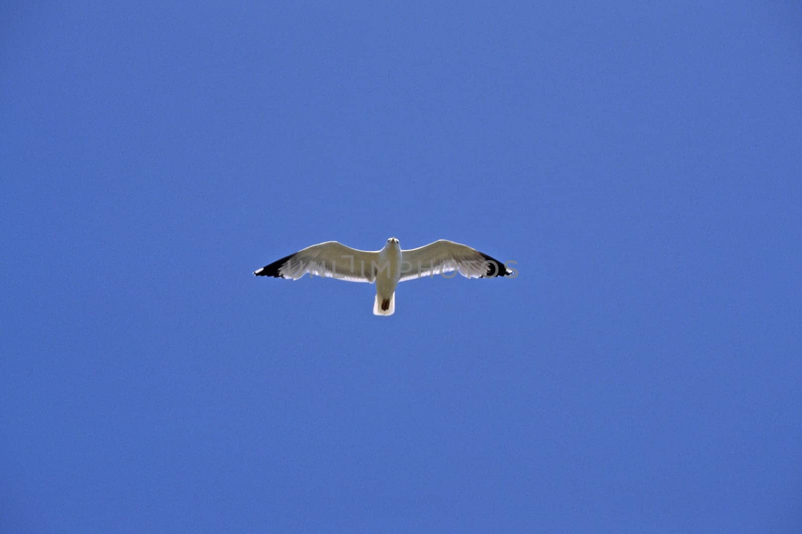 Gull,Larus argentatus (aerial image)
