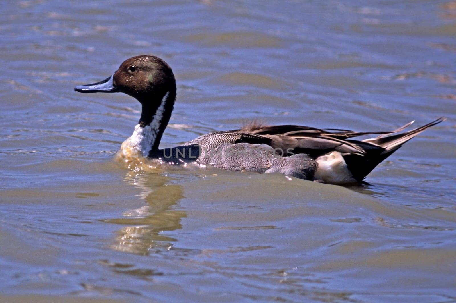 Pintail,Anas acuta (male)