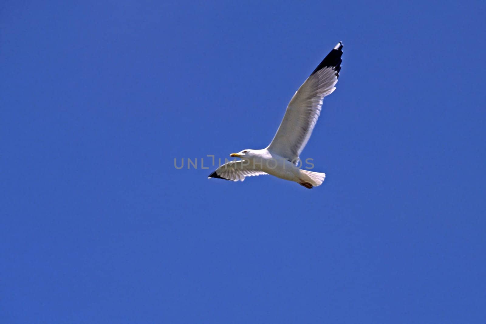 Gull,Larus argentatus (aerial image)