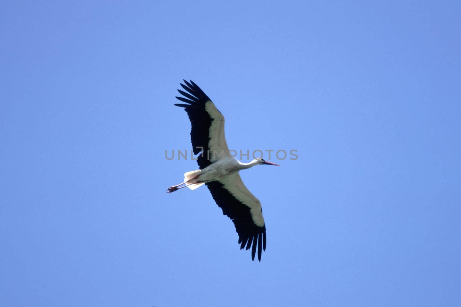 White stork,Ciconia ciconia (aerial image)
