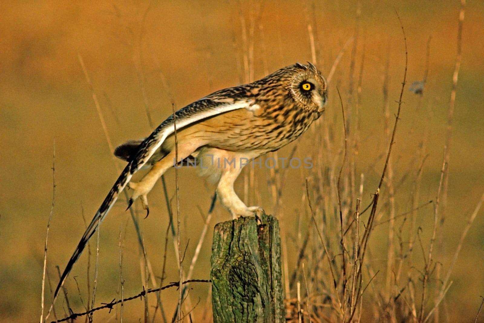 Short-eared owl,Asio flammeus