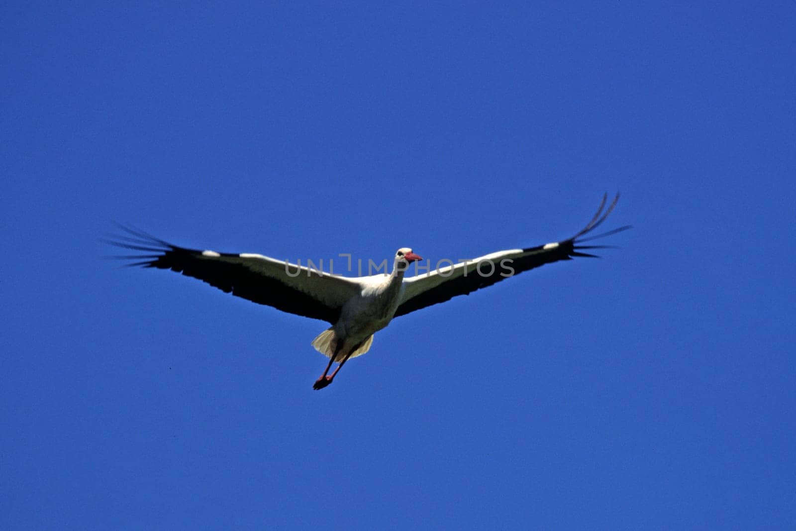 White stork,Ciconia ciconia (aerial image)