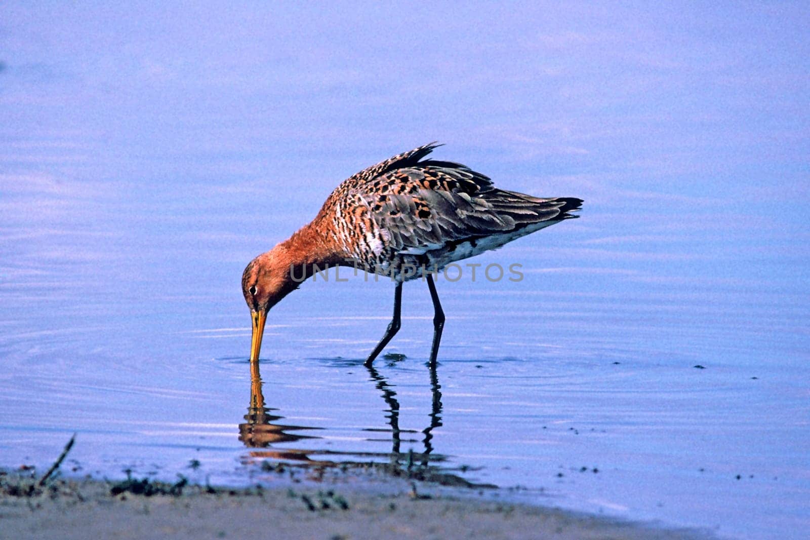 Black-tailed godwit,Limosa limosa