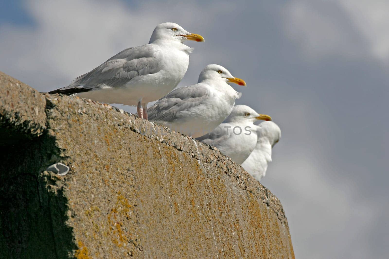Gull,Larus argentatus