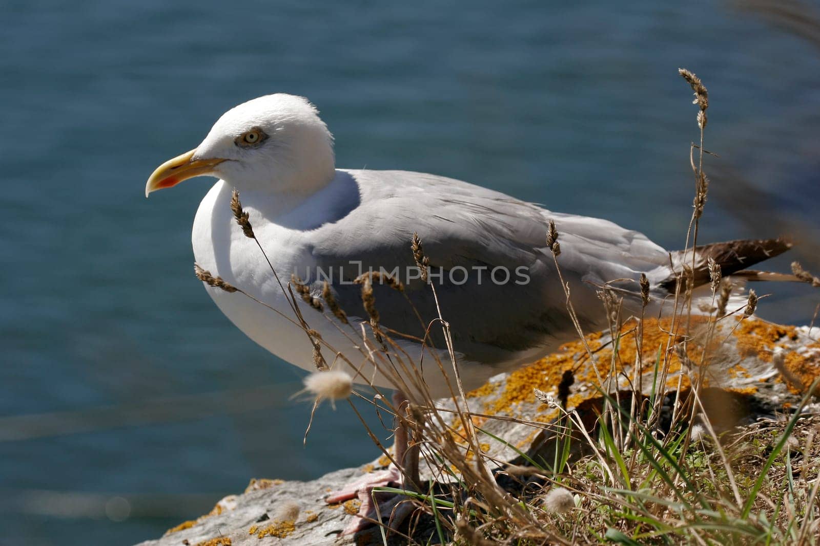 Gull,Larus argentatus