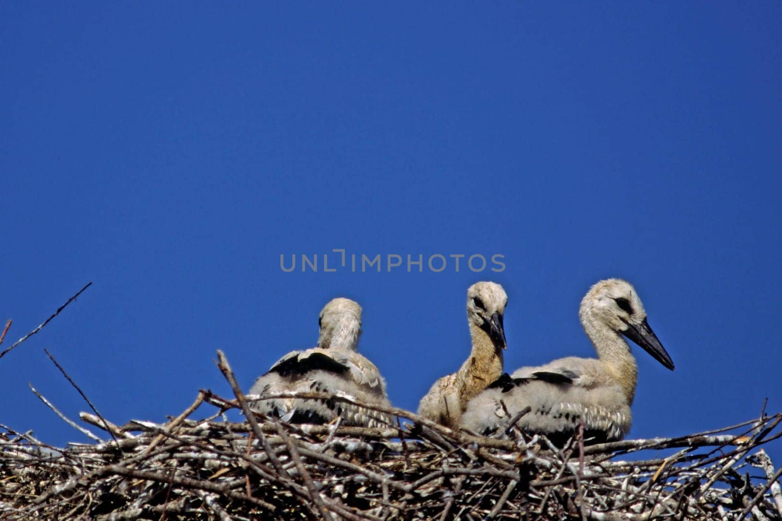 White stork,Ciconia ciconia (juveniles)
