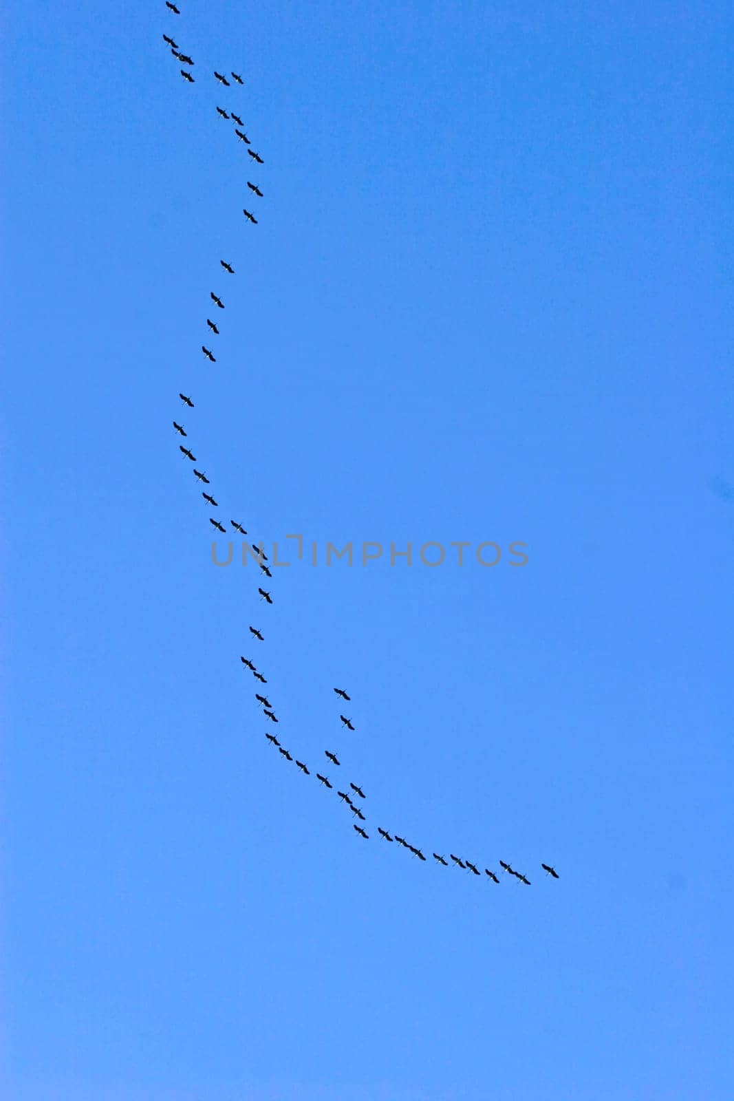 Cranes in migration (aerial image),bird migration