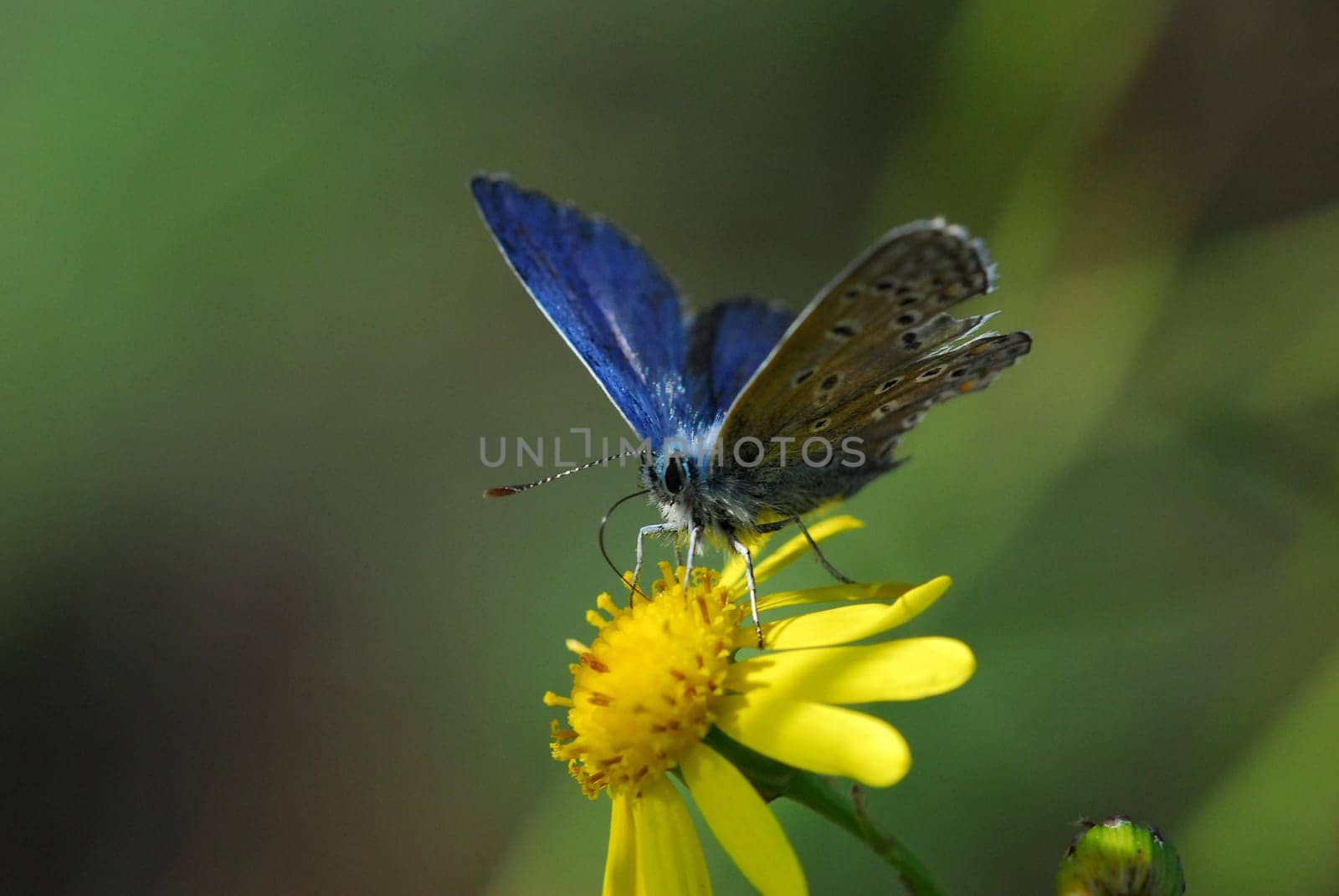blue on yellow
