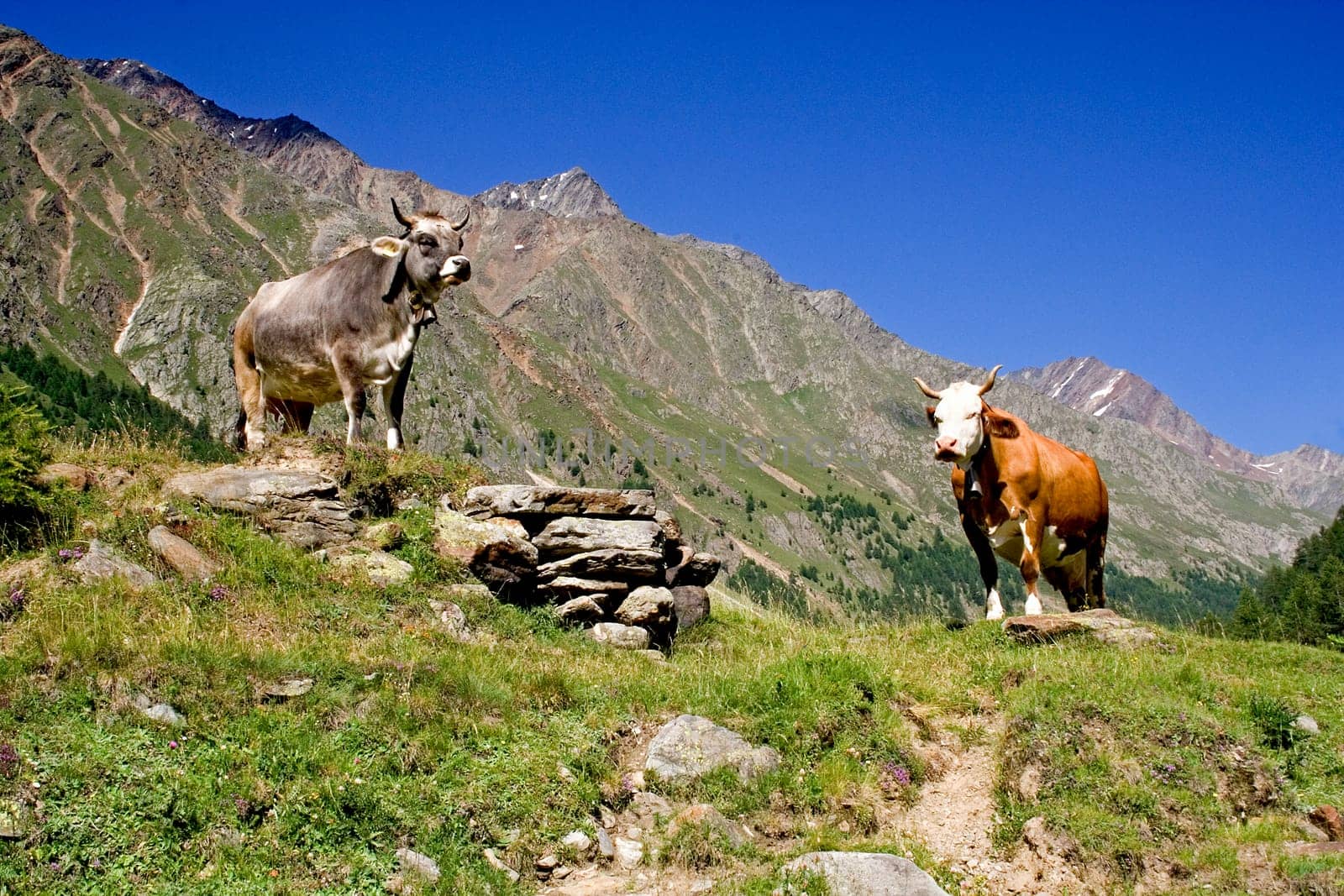 Cows