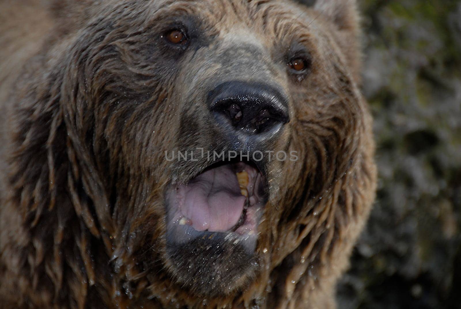 To clear up any misunderstandings,this - as an Alaska and Northern Canada experienced adventurer,I absolutely do not see the bear as depicted in this picture. If you treat the brown or black bears with respect,these animals are rather shy and