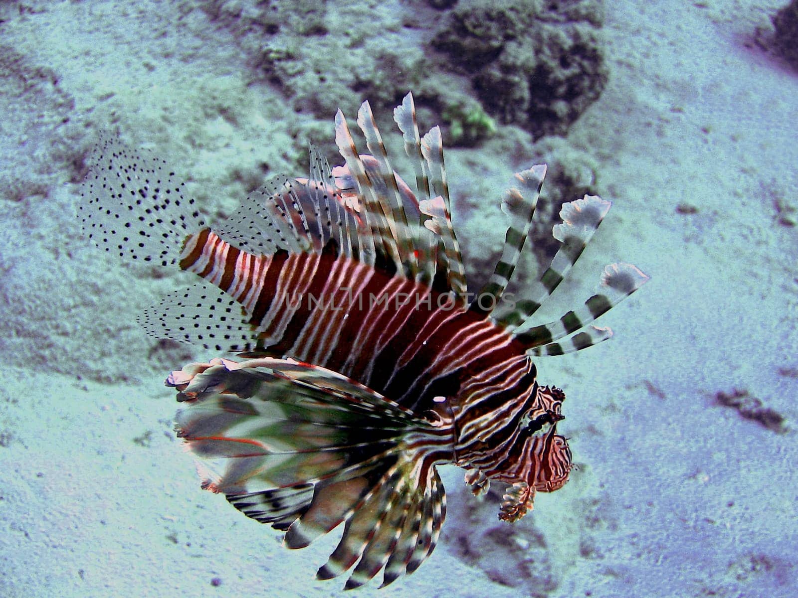 Lionfish
