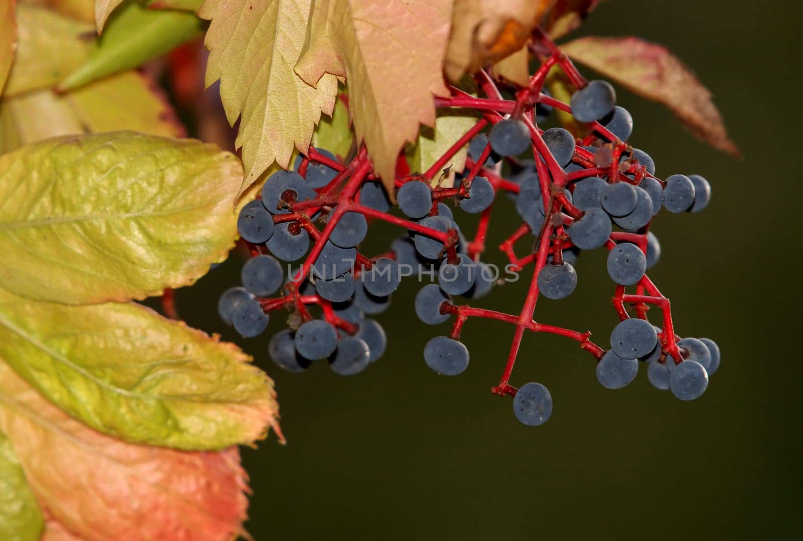 Wild wine