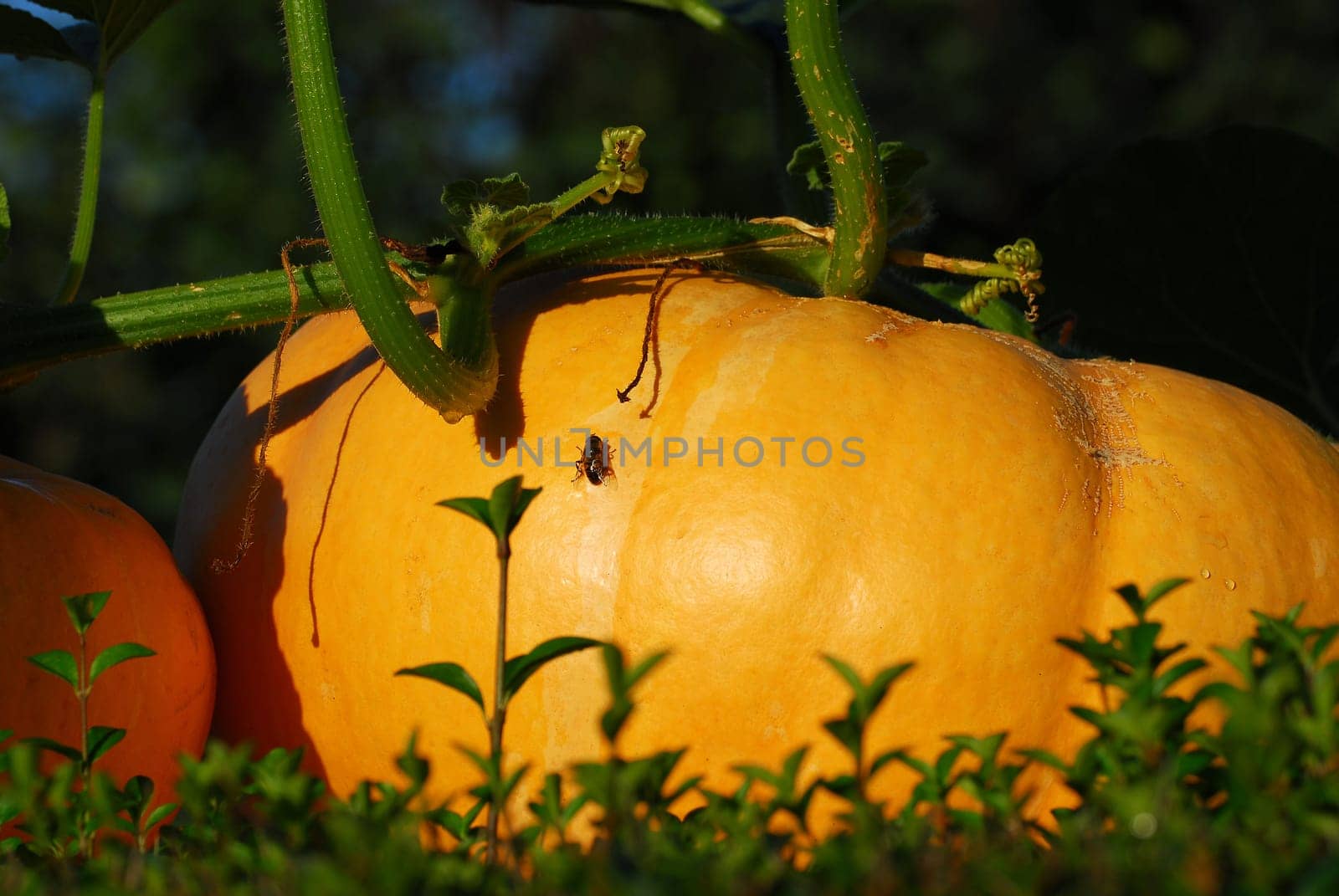 Pumpkin