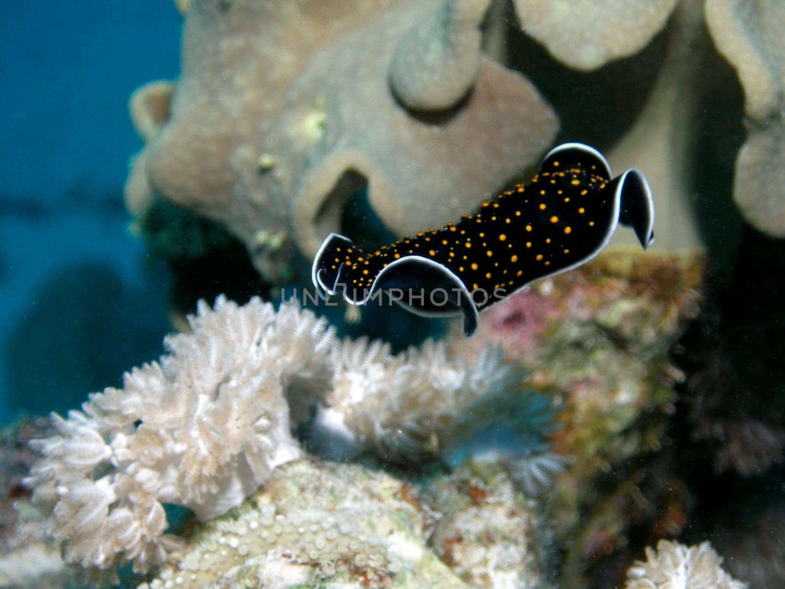 This is a starry sky - flatworm. Most of the time it crawls over the corals. I was lucky enough to photograph him floating. Taken in the Red Sea at a depth of about 15 meters.