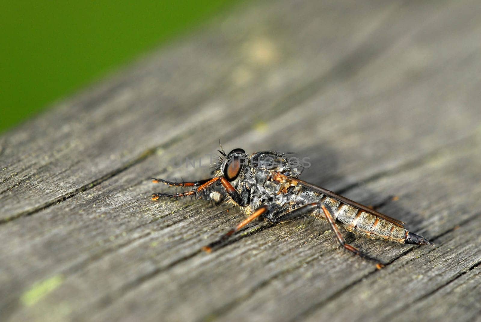 Predator Fly 1