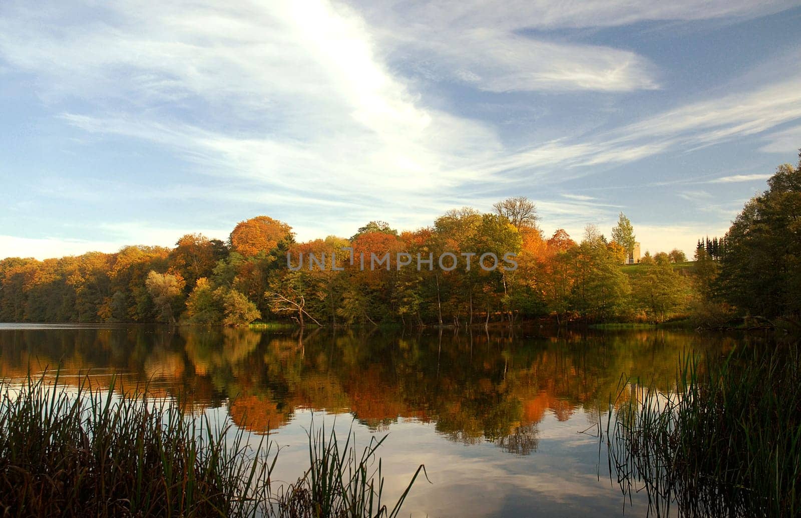 Autumn forest