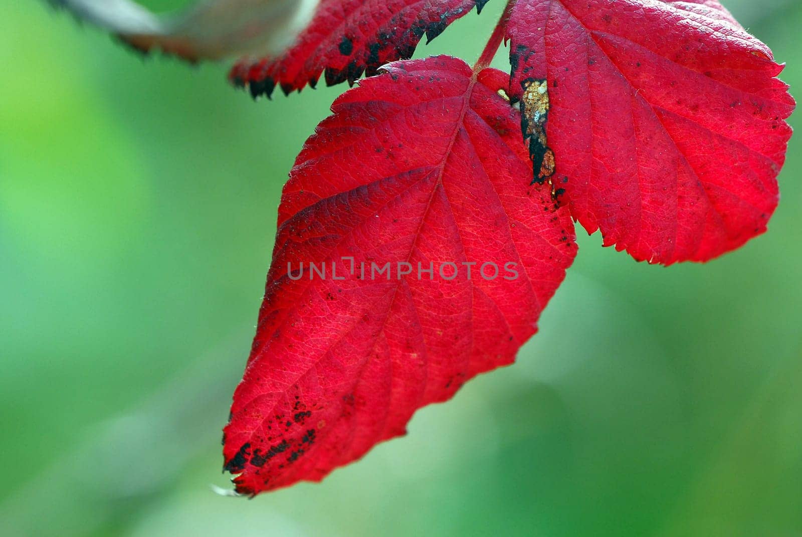 Autumn strot