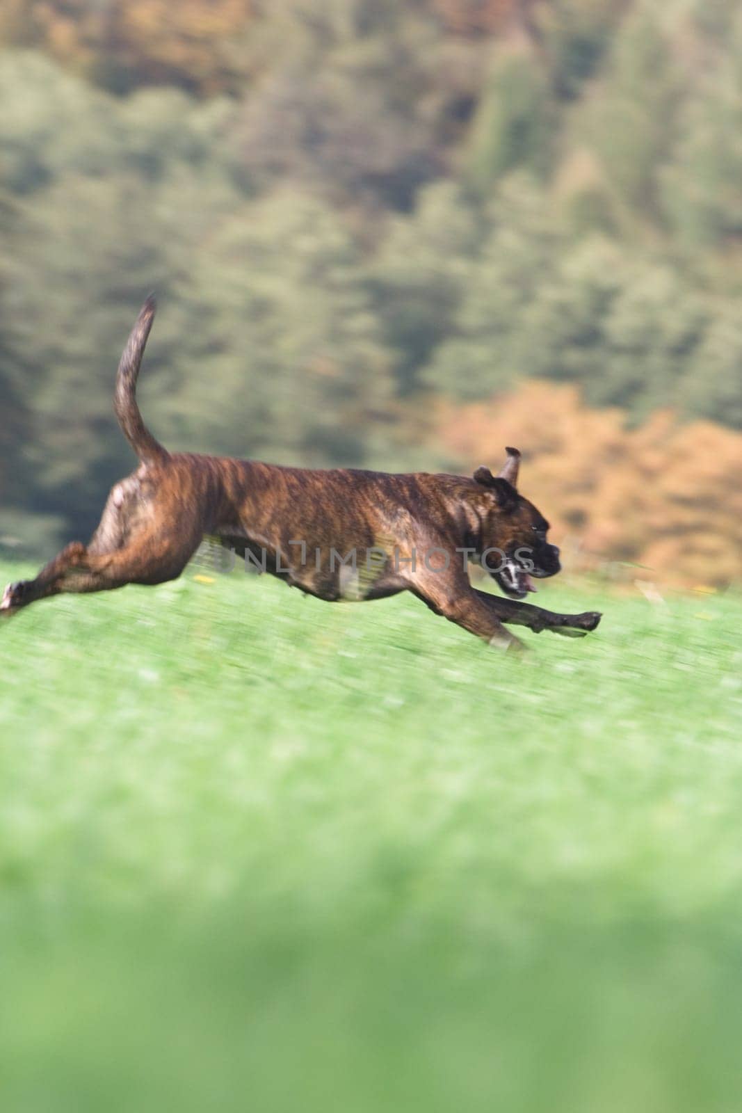 My first attempts at pulling along. Is the dog too blurry or is it okay to implement the movement dynamics?